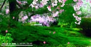 Japan [Flash]